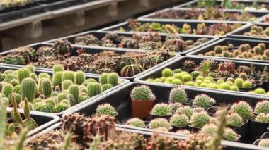 Serada sıralanmış kaktüsler.