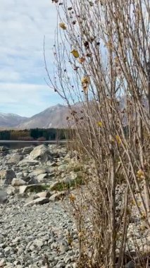 Tekapo Gölü 'nün kayalık kıyı şeridinin sakin manzarası yumuşak gün ışığı altındaki uzak dağlarla doğal güzelliği ve sakinliği yakalıyor.