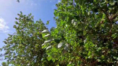 Yapraklar ve dallar güçlü rüzgarlar altında hareket ediyor.