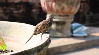 Ayutthaya, Tayland 'da küvette kuş.