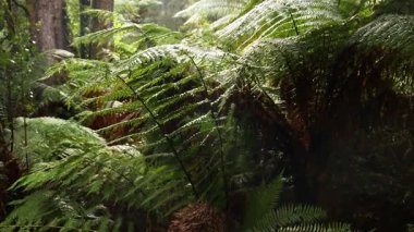 Yoğun yağmur ormanlarında yemyeşil eğreltiotları