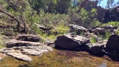 Kamera zaman içinde temiz orman akıntısına iniyor.