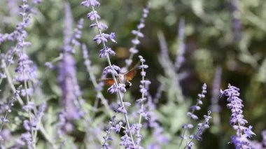 Sinekkuşu güvesi lavanta çiçekleriyle besleniyor