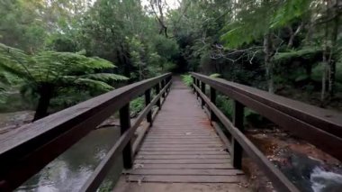 Tahta bir köprüdeki yemyeşil ormanda yürüyorum.
