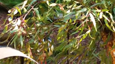 Leylek hayvanat bahçesindeki yaşam alanını keşfediyor.