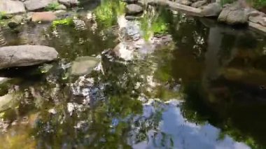 Ağaçları ve gökyüzünü yansıtan sakin bir gölet yavaşça değişir..