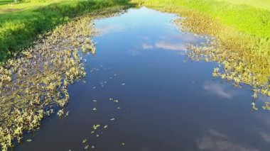 Göl, sazlıklar ve çimlerin havadan görünüşü