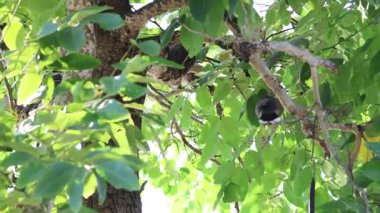 Bir kuş bir ağacın yaprakları arasında hareket eder..