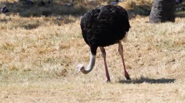 Açık hayvanat bahçesinde beslenen devekuşu.