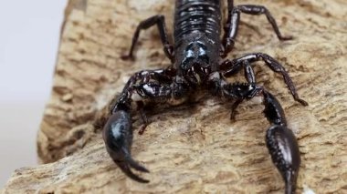 Bir akrep desenli kabuk boyunca hareket eder, doğal davranışını ayrıntılı ışıklandırma ile yakından gösterir.