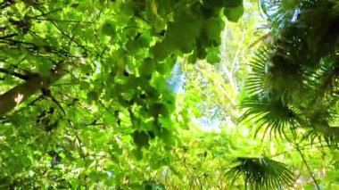 Melbourne Hayvanat Bahçesi 'nde çekilen parlak güneş ışığı altında canlı yeşil yaprakların ve yükselen ağaçların huzurlu manzarası.