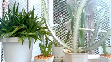 Serada çeşitli kaktüsler.