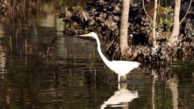 Büyük balıkçıl zarif bir şekilde yansıtıcı suda hareket eder..