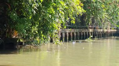 Uzun kuyruklu bir tekne Bangkok, Tayland 'daki yemyeşil ve dinamik su hareketlerini gösteren yemyeşil bir kanalda geziniyor.