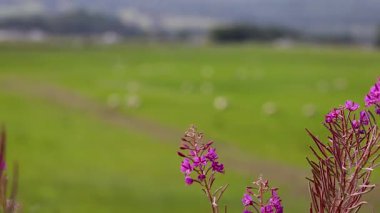 Yosun çiçekleri yemyeşil bir tarlada