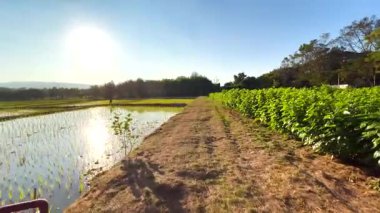 Gökyüzünün altında canlı pirinç tarlaları