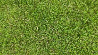 Bereketli yeşil çimlerin havadan görünüşü