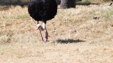 Açık hayvanat bahçesinde beslenen devekuşu.