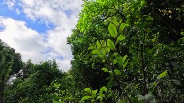 Dorrigo, NSW 'de parlak mavi bir gökyüzü altında canlı yeşil yapraklar yavaşça sallanıyor. Doğal ışık, sakin orman atmosferini güçlendirir.