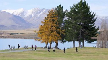 Turistler sonbahar ağaçları ve uzak dağların arasında Tekapo Gölü 'nün yanından yürüyorlar. Temiz gün ışığı huzur ve manzarayı güzelleştirir.