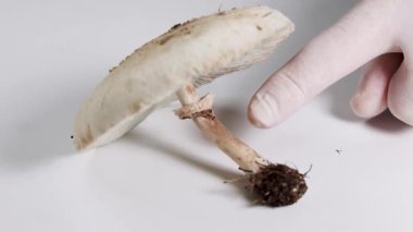 Parlak ışık altında beyaz bir yüzey üzerinde bir mantarın yapısını inceleyen ellerin yakın çekimi