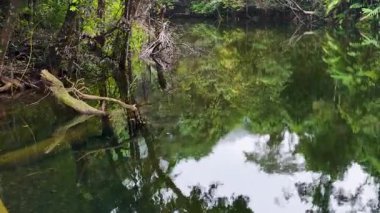 Bereketli yağmur ormanları sakin sularda yankılanıyor.