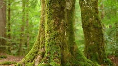 Bereketli ormanda yosunlu ağaç gövdelerine yakın çekim