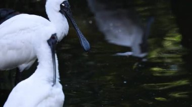 Melbourne Hayvanat Bahçesi 'nde su kenarında tımarlanan iki kaşık faturası.