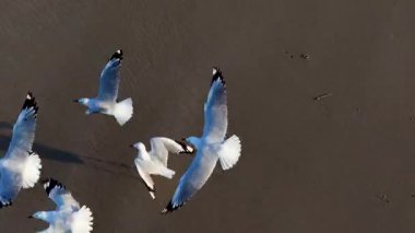 Kumlu bir kumsalda uçan martıların ve okyanus dalgalarının doğal ışıkla yakalanmış havadan görüntüsü.