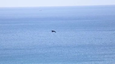 Kartal zarif bir şekilde okyanus sularının üzerinde süzülüyor.
