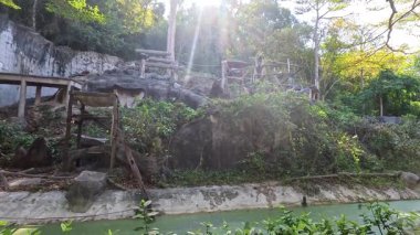 Orangutan doğal hayvanat bahçesi ortamını keşfediyor