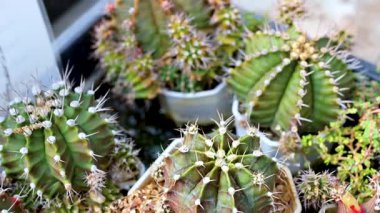 Piyasadaki doğal ışıklandırma altında çeşitli şekiller ve renklerin sergilendiği canlı bir kaktüs koleksiyonu.