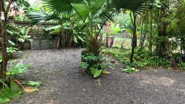 Sakin bir bahçede palmiye ağaçları ve yeşillik