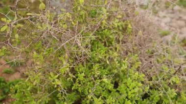 Dikenli bir kıyı bitkisine yakın çekim