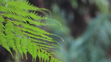 Yağmur ormanlarındaki eğreltiotu yapraklarına yakın çekim