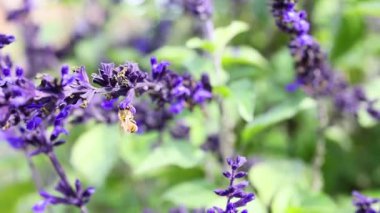Arı mor Salvia çiçekleriyle etkileşim halinde