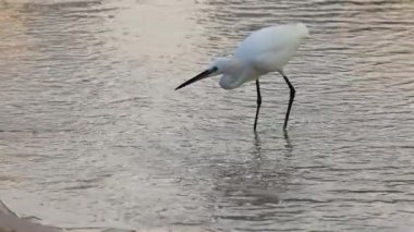 Akbalıkçıllar suda yüzer ve balık yakalar.
