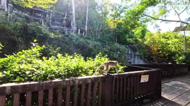 Tahta çit boyunca yürüyen bir maymun.