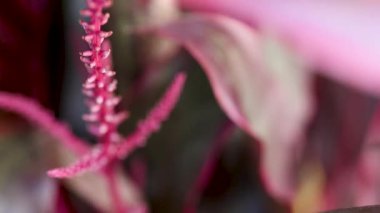 Yumuşak doğal ışıkla çekilen pembe yapraklı bir bitkinin ayrıntılı görüntüsü canlı renkleri ve karmaşık detayları vurguluyor.