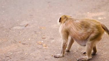 Maymun Chonburi, Tayland 'da bir sokakta geziniyor.