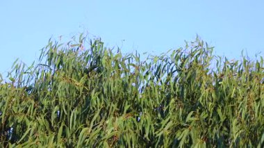 Okaliptüs, Bellarine 'deki açık gökyüzünün altında yavaşça sallanıyor Victoria. Doğal ışıkta yakalanan sahne, sükuneti ve doğanın ritmini iletir.