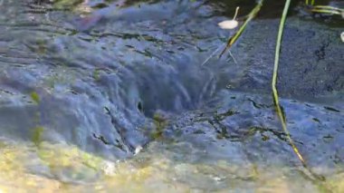 Kayaların üzerinden akan su ve yakında bitkiler.