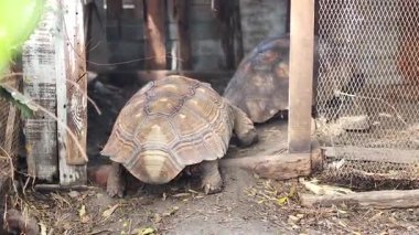 Kaplumbağa yüzen pazarda keşif yapıyor.