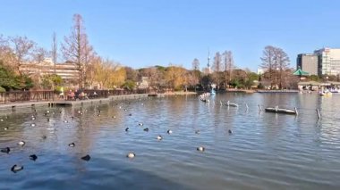 Ördekler ve ufuk çizgisi olan huzurlu bir su manzarası