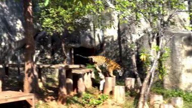 Kaplan, Nakhon Ratchasima 'daki kaplamasını keşfeder.