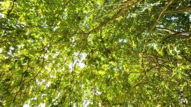 Gün ışığı yemyeşil ağaç yaprakları arasında parlıyor.