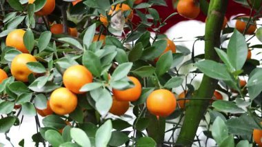 Olgun meyveli bir portakal ağacına yakın çekim