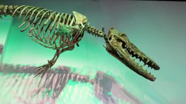 Yeşil arka planlı dinozor iskeleti sergisi