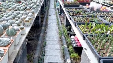 Kaktüs ve bitkiler serada.