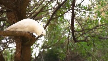 Ağaç dalına konmuş bir papağan.